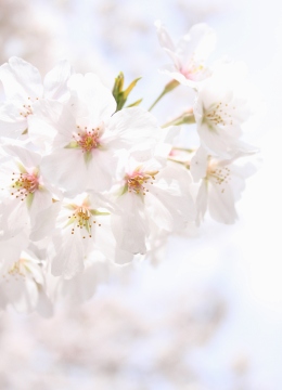 桜②