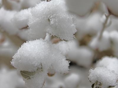 雪の花