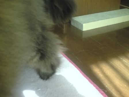 チャチャ後ろ足