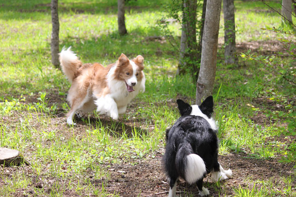 woof11.jpg