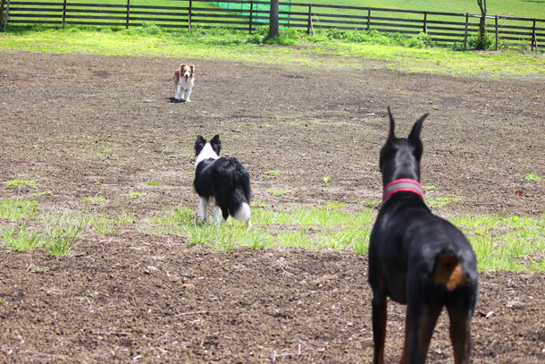 woof13.jpg