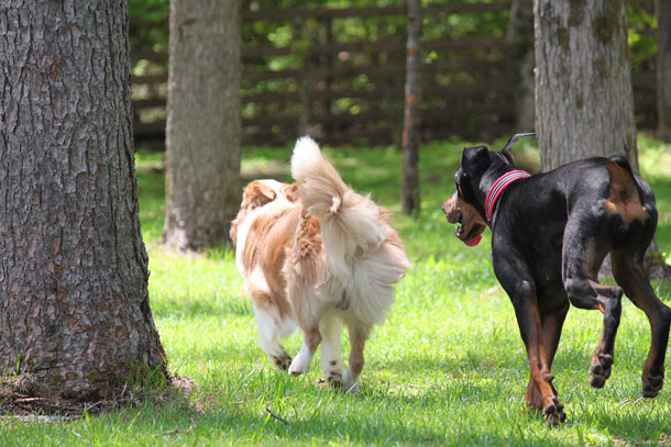 woof14.jpg