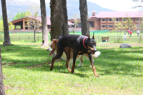 woof15.jpg