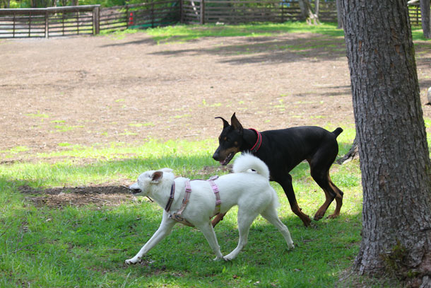 woof16.jpg