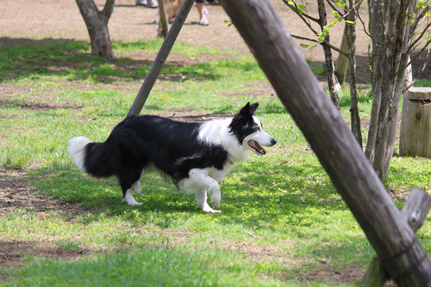 woof2.jpg