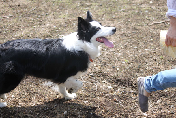 woof7.jpg