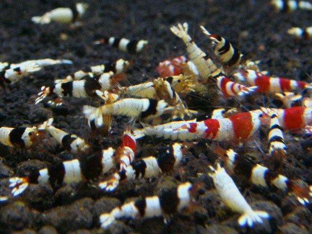 20121227_c60c4e.jpg