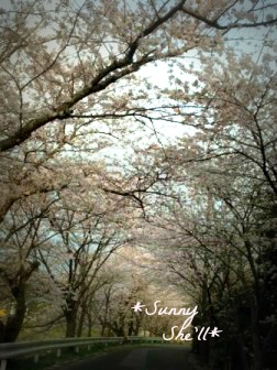 sakura3292013.jpg