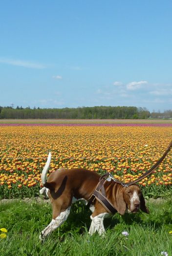 b_mettulpen1.jpg