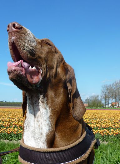 b_tulpen2.jpg