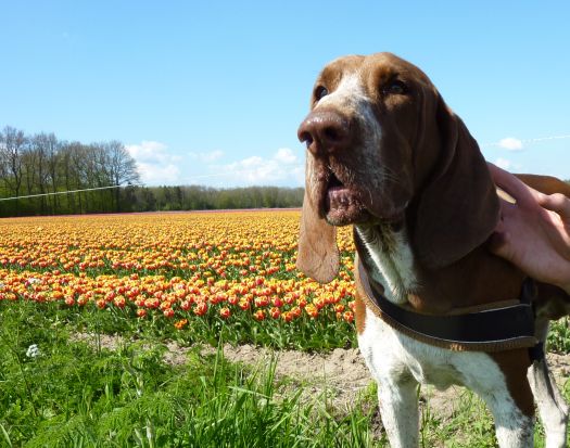 b_tulpen3.jpg