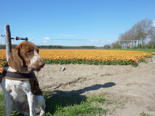 b_tulpen4.jpg