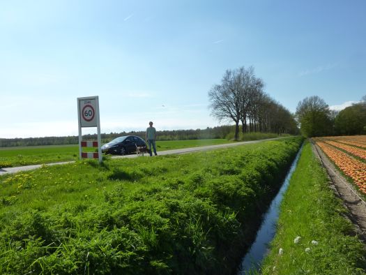 b_tulpen6.jpg