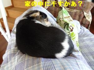 DSC02547a.jpg