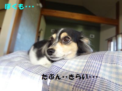 DSC02784a.jpg