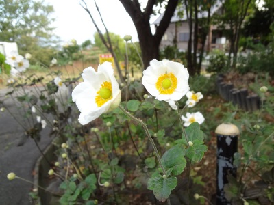 DSC03371a.jpg