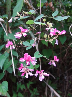 DSC03374a.jpg
