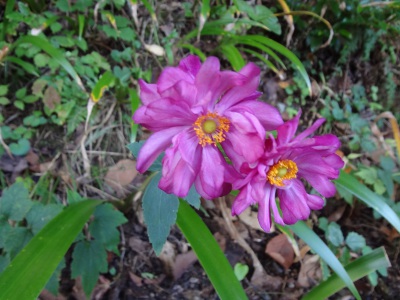 DSC03475a.jpg