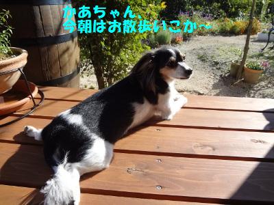 DSC03528a.jpg