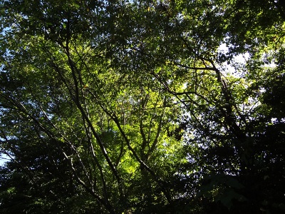 DSC03539a.jpg