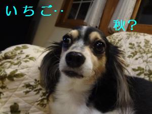 DSC03770a.jpg