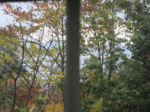 IMG_0319a.jpg