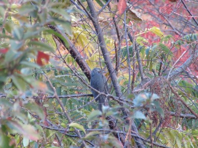 IMG_0377a.jpg