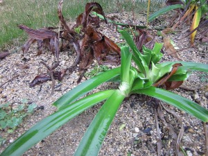 IMG_0479a.jpg