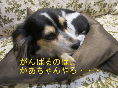 IMG_0511abc.jpg