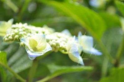 雨の紫陽花