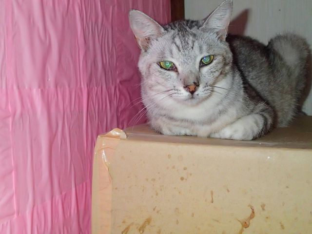 130802-224531neko015.jpg