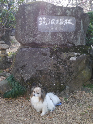 2013筑波山2