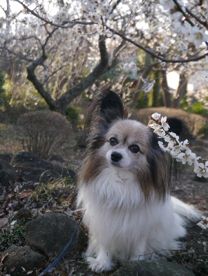 2013筑波山3