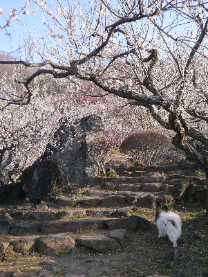 2013筑波山4