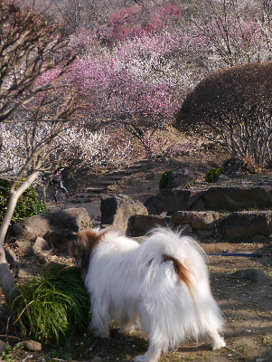 2013筑波山5