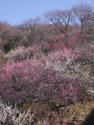 2013筑波山6
