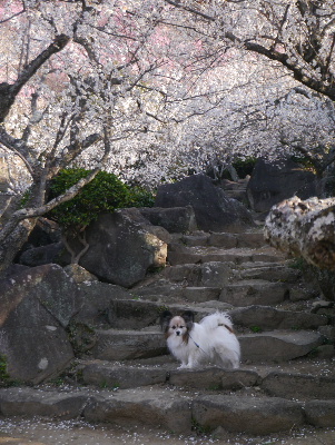 2013筑波山7