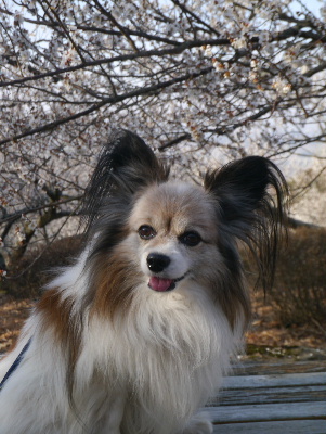 2013筑波山8