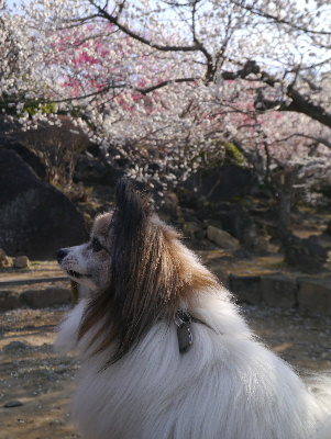 2013筑波山9