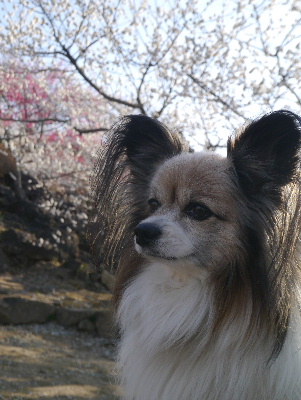 2013筑波山10