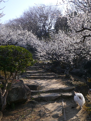 2013筑波山11