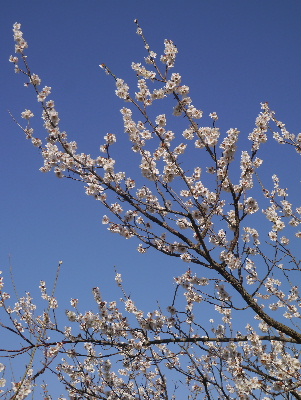 2013筑波山13