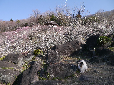 2013筑波山15