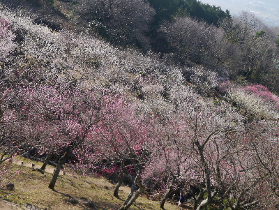 2013筑波山17