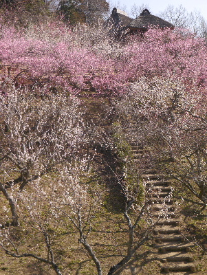 2013筑波山20