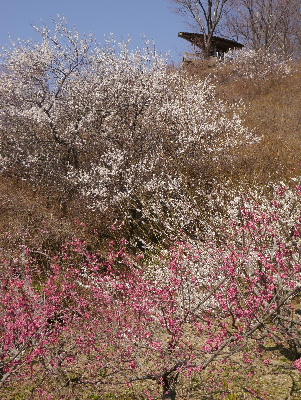2013筑波山2−3