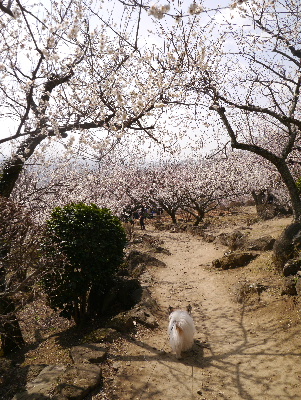 2013筑波山2−13