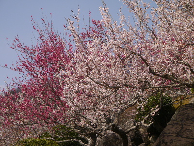 2013筑波山2−14