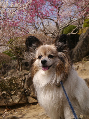 2013筑波山2−15