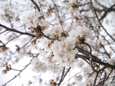 2013桜通り1